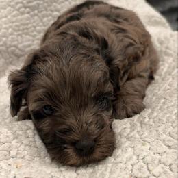 Candy hearts - Merle female Goldendoodle puppy in Point, Texas from Tiny Paws Goldendoodles