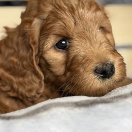 Girl 1 Green Collar - Red  female Goldendoodle puppy in Toledo, Ohio from Avery Doodle Day LLC
