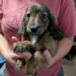 6 Bagheera - Brindle female Dachshund puppy in Central Point, Oregon from MRS Long Dog Ranch