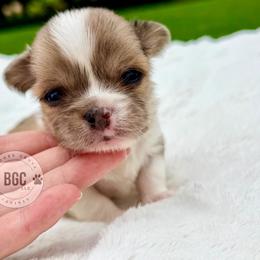 Hunter - Fawn and white male Chihuahua puppy in Forsyth, Georgia from Brooks Grove Canines LLC