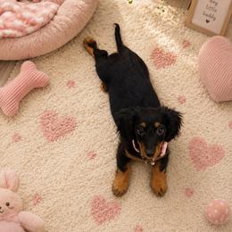 Lilly Mae - Black and tan female Dachshund puppy in North Fort Myers, Florida from Trust Fund Devil Kennel