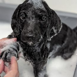 Labradoodles from Wai Side Doodles