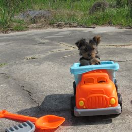 Yorkshire Terrier Puppies from Holy Terriers Yorkies