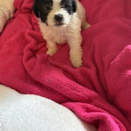 Maltipoo Puppies from Kirksey Texas Elite Maltidoodles