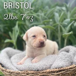 Bristol - Champagne female Dilute Retriever puppy in Puyallup, Washington from 12 Door Farm Labradors