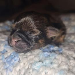 Gianna - Brindle female Shih Tzu puppy in Los Banos And Bay Area, California from Shantii's Shih Tzu's