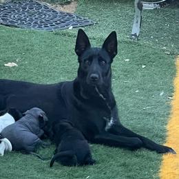 Roo - Xoloitzcuintli