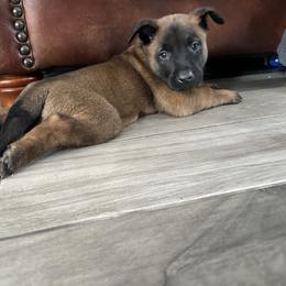 Belgian Malinois Puppies from Focused Obedient Belgian Malinois