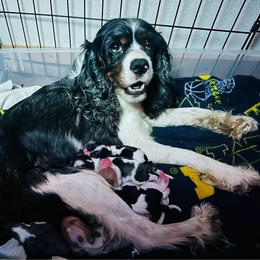 Stella - Cavalier King Charles Spaniel