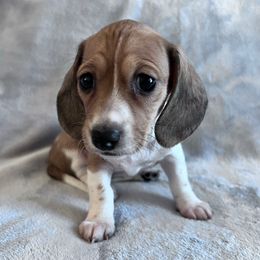 Holly - Piebald female Dachshund puppy in Ocala, Florida from Weenie Boops