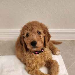 Goldendoodle Puppies from Doodley Doodles