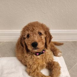 Goldendoodle Puppies from Doodley Doodles