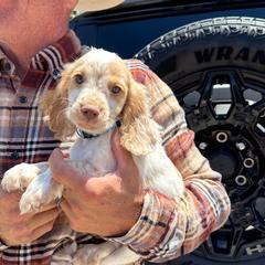 Cocker Spaniel and English Cocker Spaniel Puppies from CuttinBlue Farms