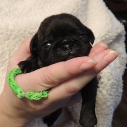Boy 3 - male Pug puppy in Salem, Oregon from Loda's Pugs