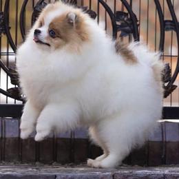 Prince - Pomeranian