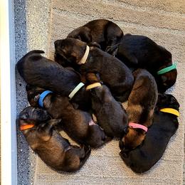 German Shepherd and Siberian Husky Puppies from Sstar