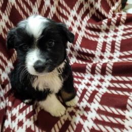 Boy - Black tri male Miniature Australian Shepherd puppy in New Plymouth, Idaho from D & L Mini Aussies