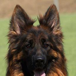Juba - German Shepherd