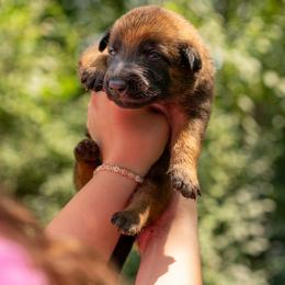 Forest - Fawn male Belgian Malinois puppy in Lincoln, Nebraska from Nebraska K9