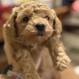 Bowie - Red  male Poodle puppy in Port Huron, Michigan from Snay's Poodle Puppies