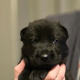 Brie - Black female German Shepherd puppy in Ratcliff, Arkansas from Ridgeline Shepherds