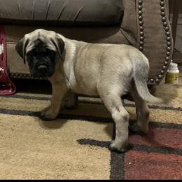 Black collar - Fawn male Mastiff puppy in Lincolnton, North Carolina from Little Mountain Mastiffs