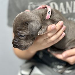 Great Dane Puppies from Blue Thunder Danes
