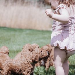 Poodle Puppies from Willow Rock Poodles