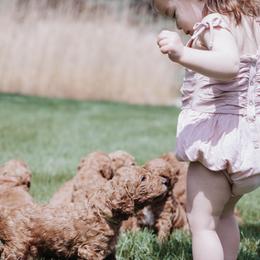 Poodle Puppies from Willow Rock Poodles