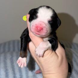 Joy - Black tri-color female Australian Shepherd puppy in Anniston, Alabama from All Hale Aussies