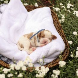 Freddy - Blenheim male Cavalier King Charles Spaniel puppy in New Holland, Pennsylvania from Mountain Breeze Puppies