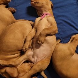 Vizsla Puppies from Ann's Vizslas
