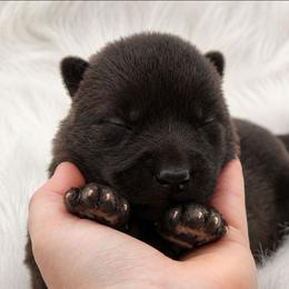 Male - Black male Siberian Husky puppy in Pennsylvania from Breezy Valley Siberians