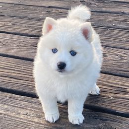 Pomeranians and Pomskies from High Quality Pomeranians