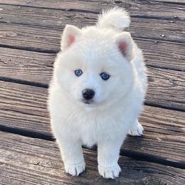 Pomeranians and Pomskies from High Quality Pomeranians