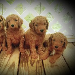 Goldendoodle Puppies from East Coast Goldendoodles
