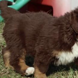 Bernese Mountain Dogs from Brandywine Farms Bernese Mountain Dogs