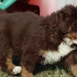 Bernese Mountain Dogs from Brandywine Farms Bernese Mountain Dogs