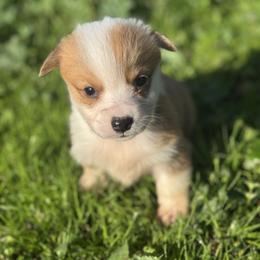 Pumpkin - Fawn and white female American Corgi puppy in East Oakdale, California from Rhettro Kennels