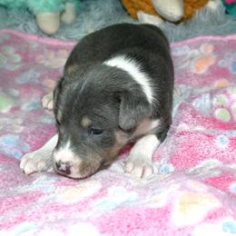 Blue tri - Cream and white male Basenji puppy in Eugene, Oregon from Basenji Puppies
