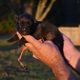 Orange - Sable male German Shepherd puppy in Cherryville, North Carolina from Masky Kennel