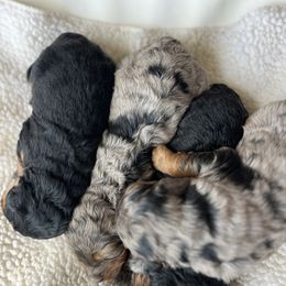 Bernedoodle Puppies from Root and Branch Bernedoodles