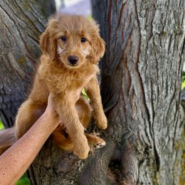 Mary Jane - Red  Goldendoodle puppy in South Jordan, Utah from Diamond Companions