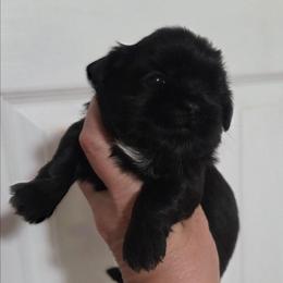 Elvira - Black female Shih Tzu puppy in Waynesboro, Pennsylvania from Big Win Shih Tzus