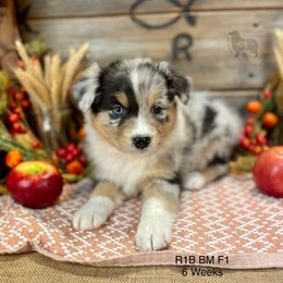 Australian Shepherd, Miniature American Shepherd, and Toy Australian Shepherd Puppies from OR Aussies