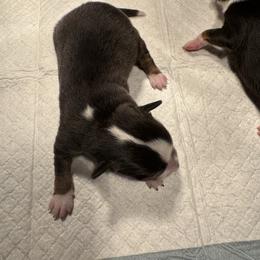 Vixen - Black tri female Toy Australian Shepherd puppy in Menan, Idaho from Teton Toy Aussies