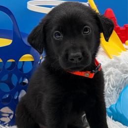 Orange - Black male Labrador Retriever puppy in Heath Springs, South Carolina from Rich Hill Retrievers