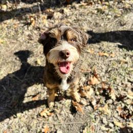Dutton - Bernedoodle