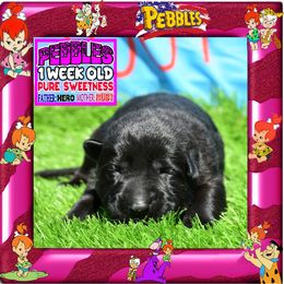 PEPPLES FLINTSTONE - Black female German Shepherd puppy in Murrieta, California from Diamond Oaks German Shepherds