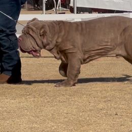Neapolitan Mastiff Puppies from Red Rock Neapolitan Mastiffs
